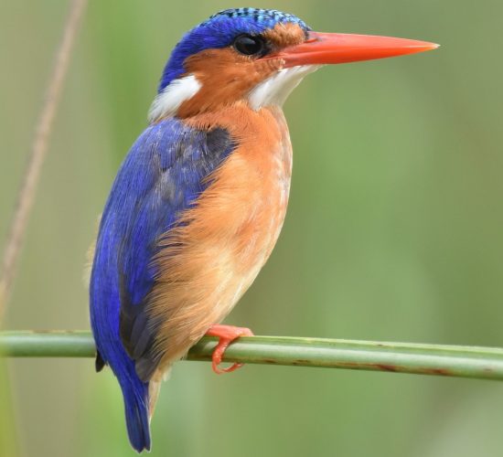 The Malachite Kingfisher (Corythornis cristatus) - Arcadia Safaris