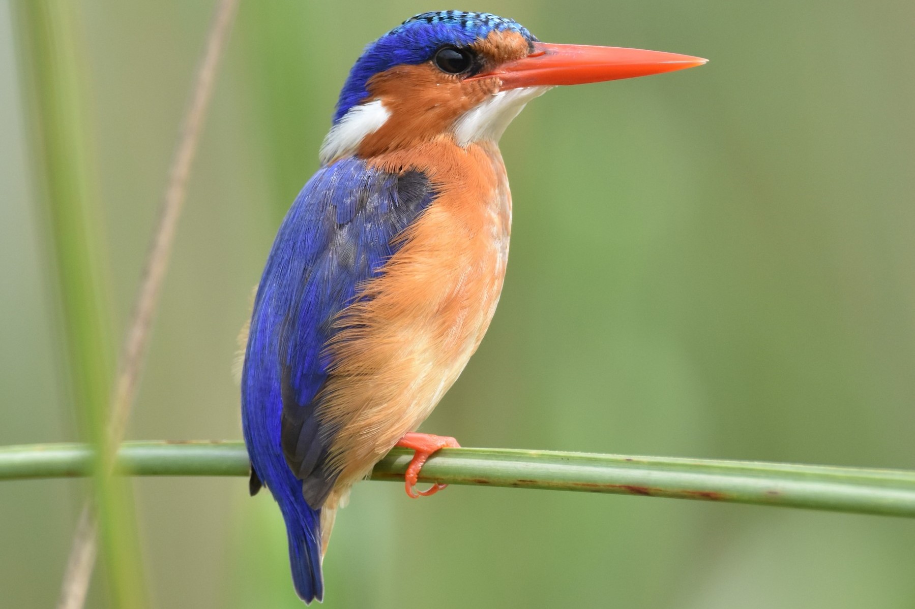 The Malachite Kingfisher (Corythornis cristatus) - Arcadia Safaris