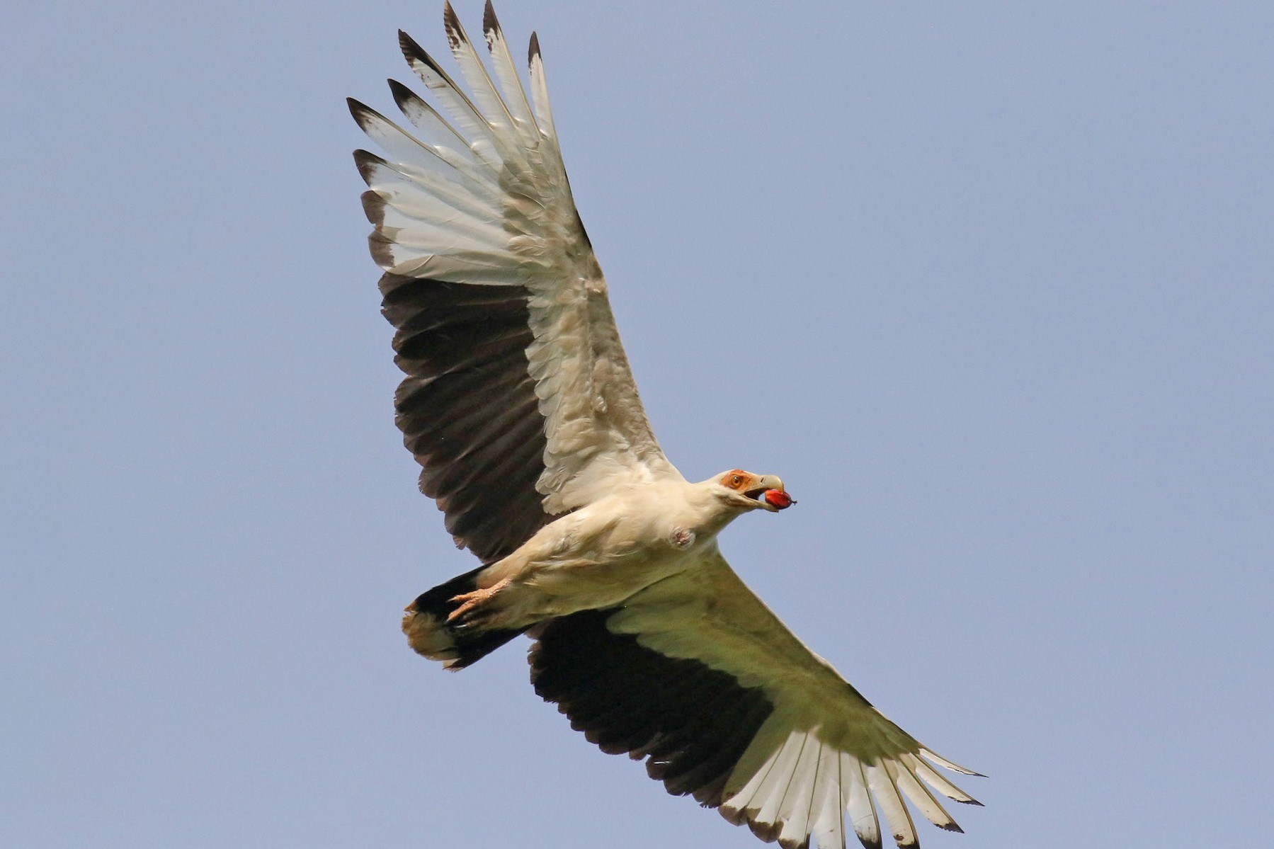 The Palm-Nut Vulture - Arcadia Safaris