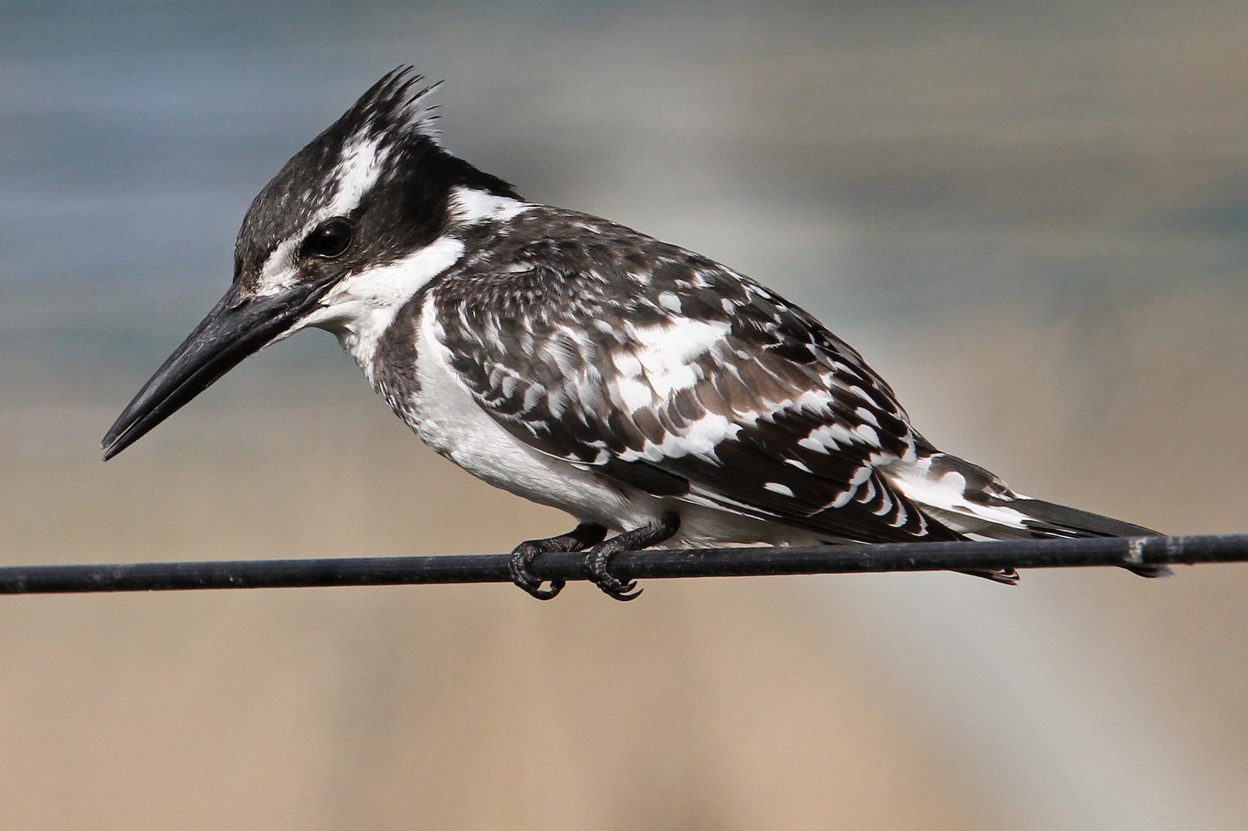 Pied Kingfisher in Uganda (Ceryle rudis)