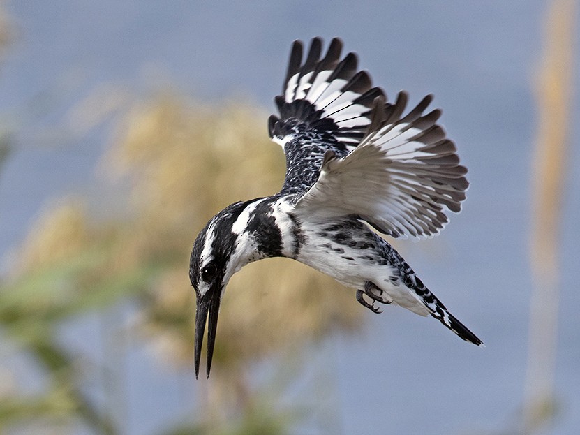 The Pied Kingfisher