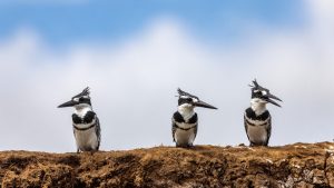 Pied Kingfisher in Uganda (Ceryle rudis)