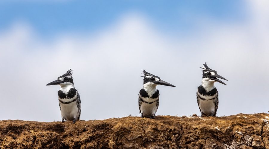 Pied Kingfisher in Uganda (Ceryle rudis)