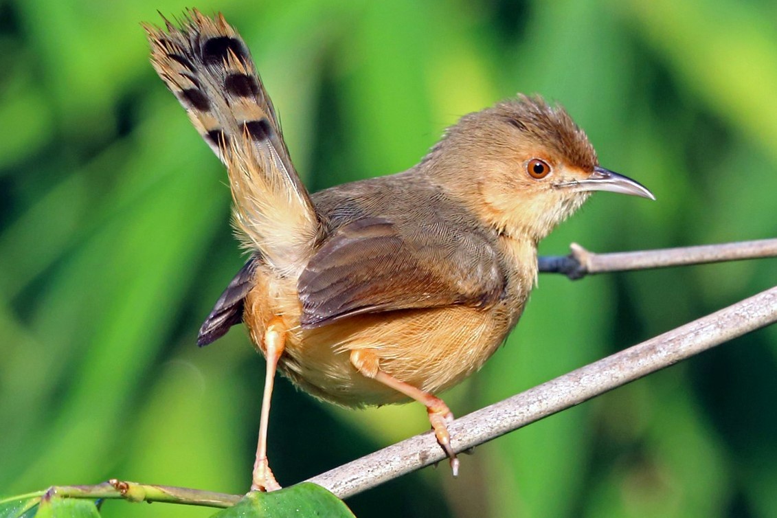 Red-faced Cisticola: Uganda's Tiny Avian Marvel - Arcadia Safaris