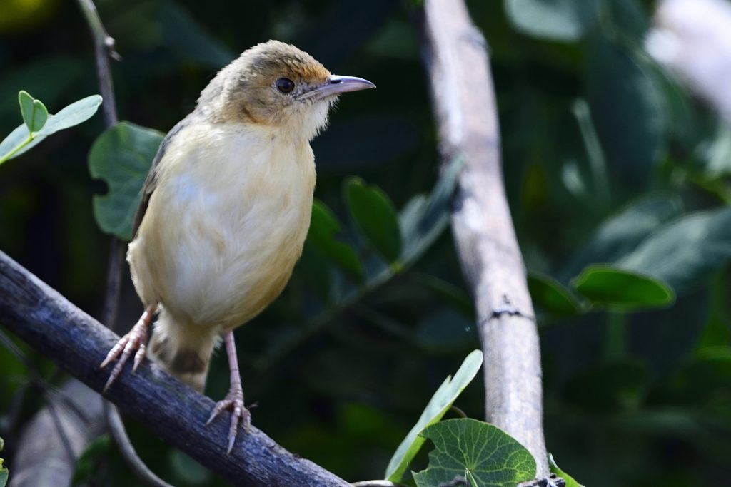 Red-faced Cisticola in Uganda