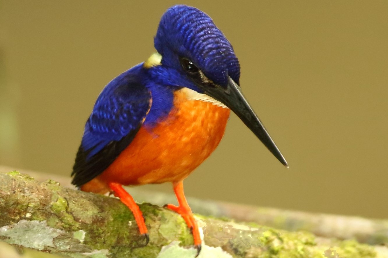 The Shining-Blue Kingfisher (Alcedo quadribrachys) - Arcadia Safaris