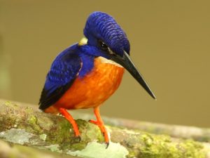 The Shining-Blue Kingfisher (Alcedo quadribrachys)