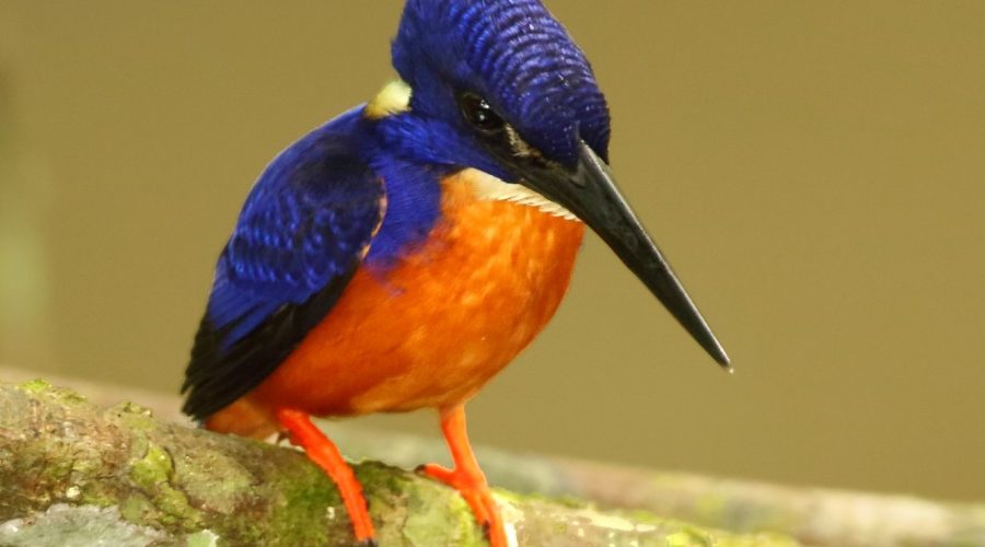 The Shining-Blue Kingfisher (Alcedo quadribrachys)