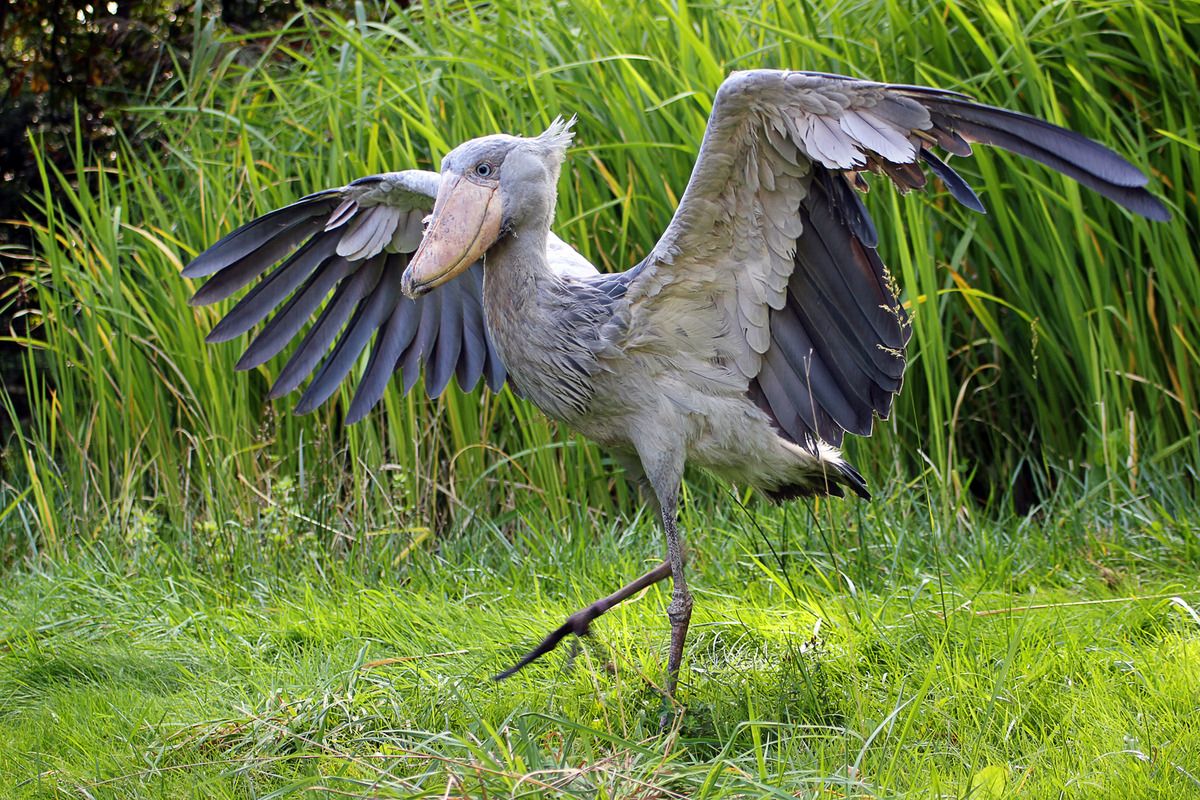 Shoebill (Balaeniceps rex)