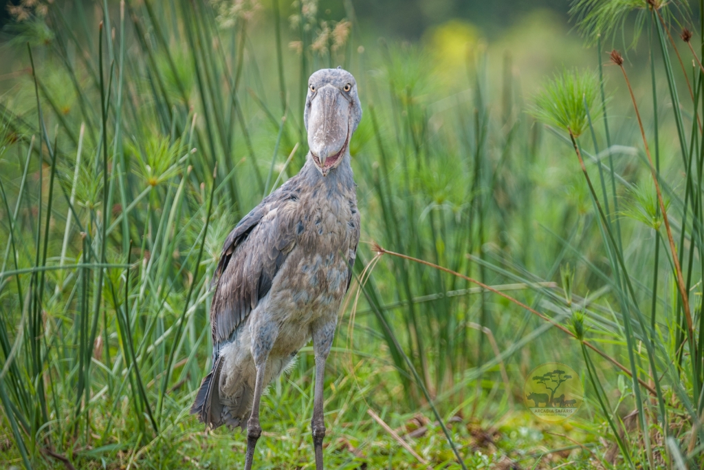 Shoebill in Uganda by Arcadia Safaris