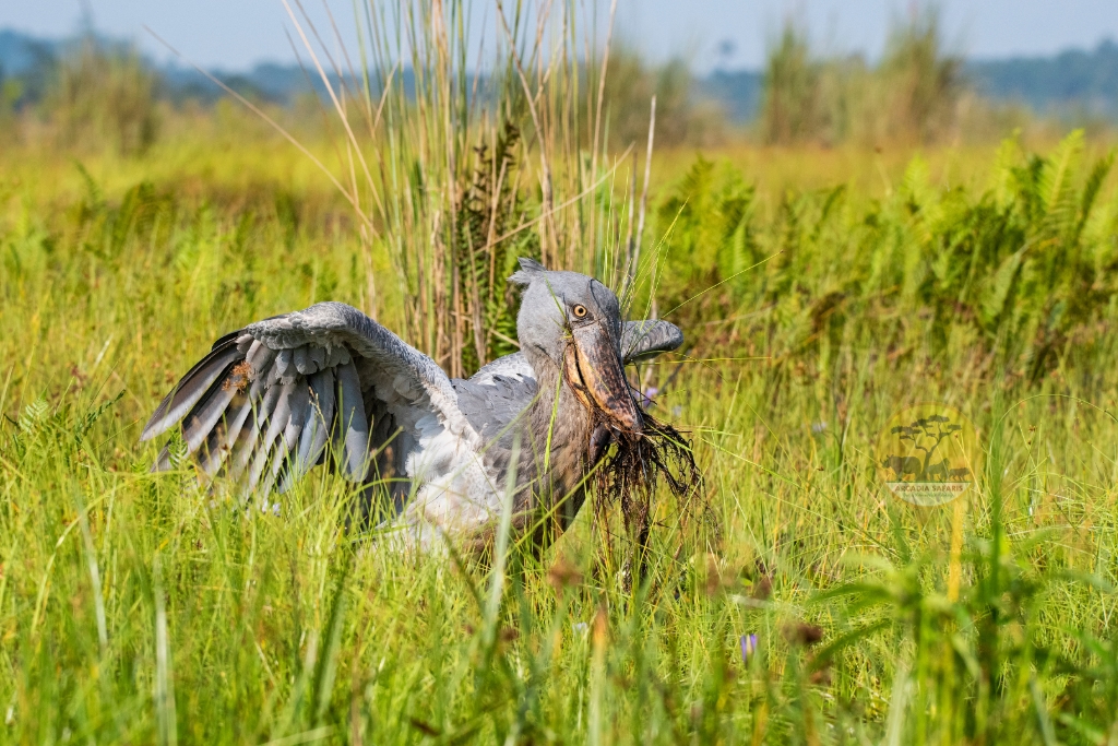 Shoebill in Uganda by Arcadia Safaris