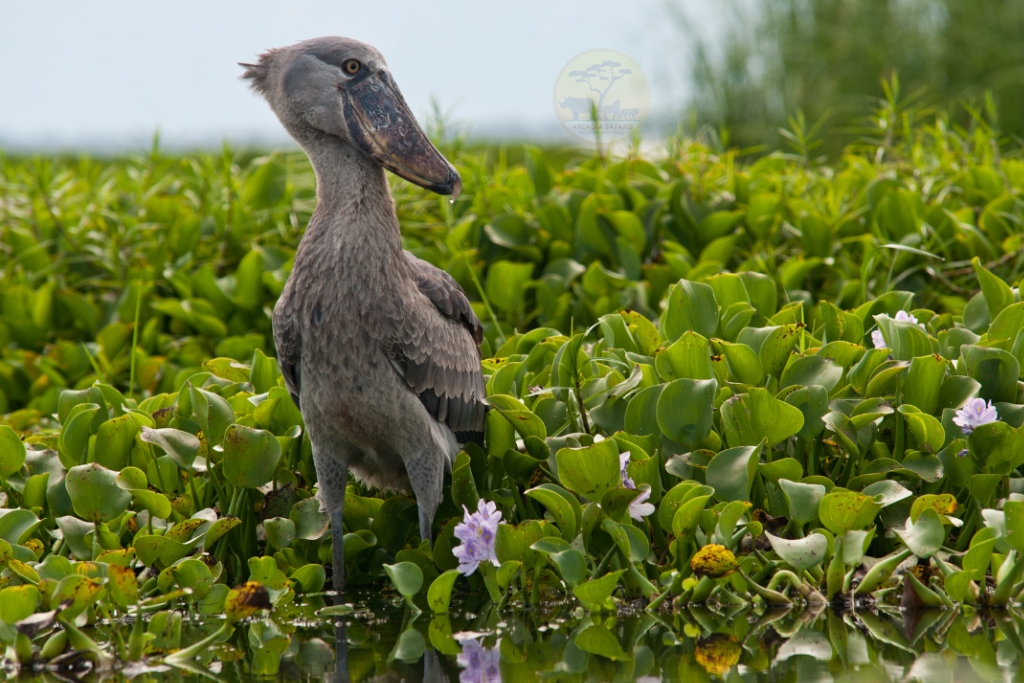 Shoebill in Uganda by Arcadia Safaris