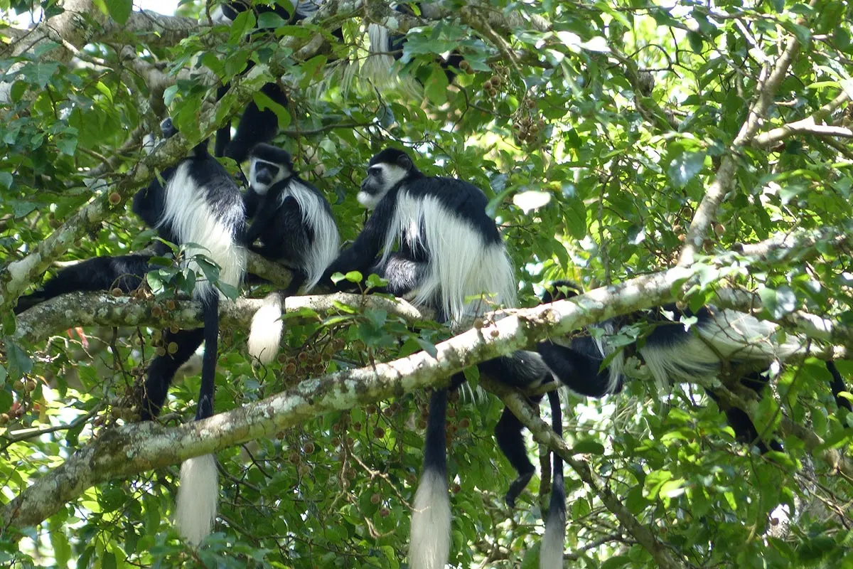 The Black-and-White Colobus Monkeys (Colobus guereza)