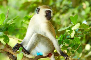 Vervet Monkey (Chlorocebus pygerythrus)