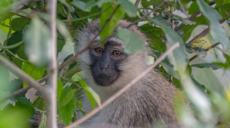 Vervet Monkey by Arcadia Safaris