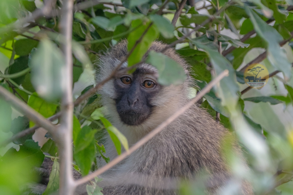Vervet Monkey by Arcadia Safaris