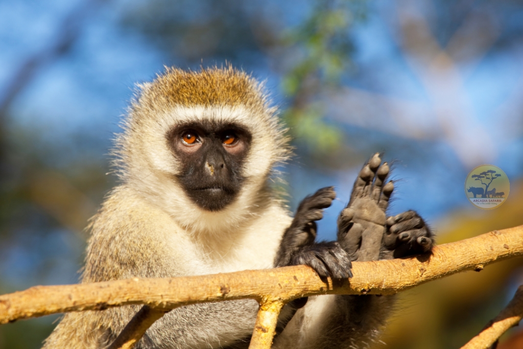 Vervet Monkey in Uganda (Chlorocebus pygerythrus)