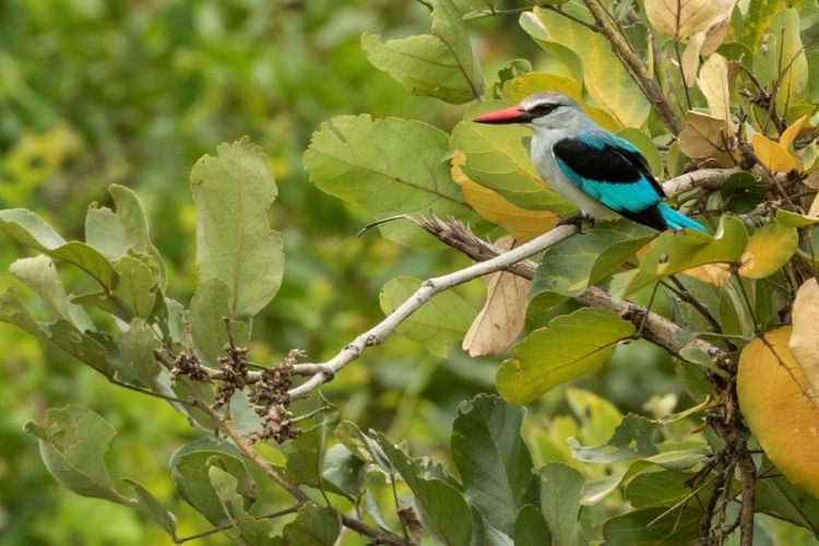 Woodland Kingfisher "Halcyon senegalensis
