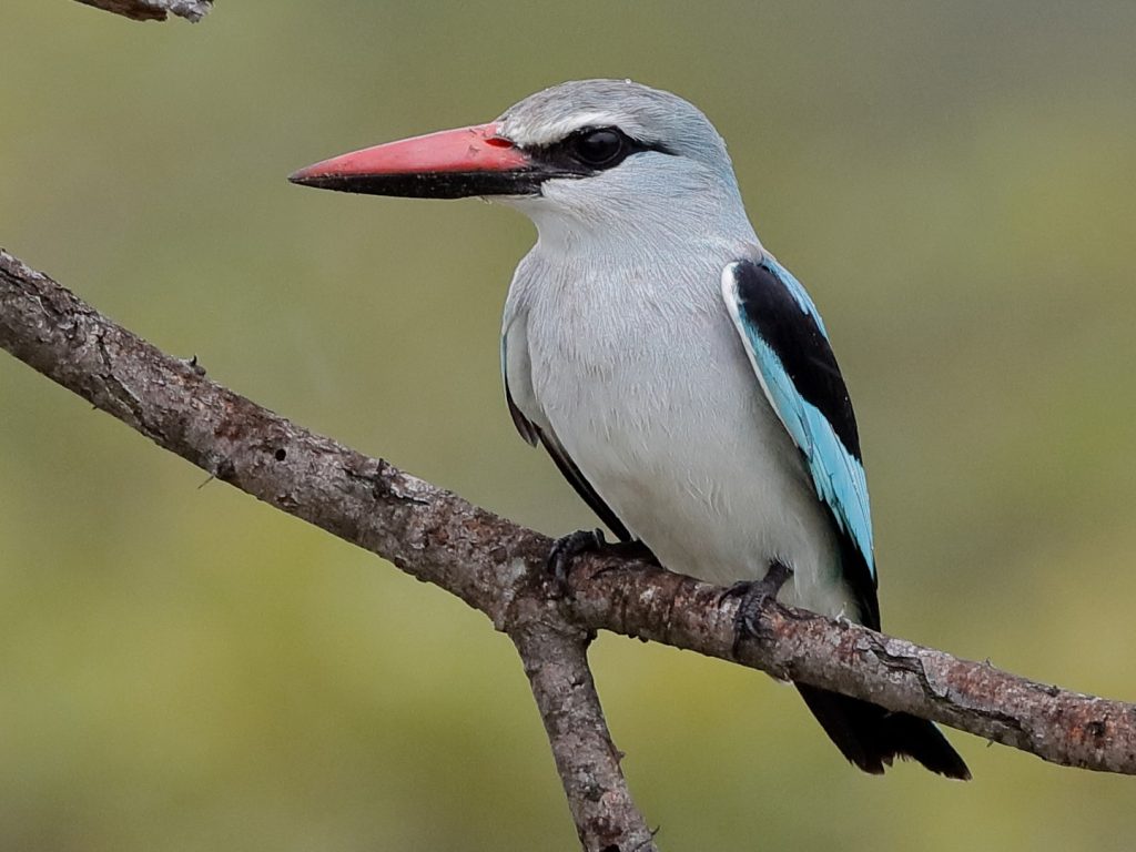 The Woodland (Halcyon senegalensis)