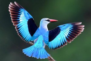 Woodland Kingfisher in Uganda