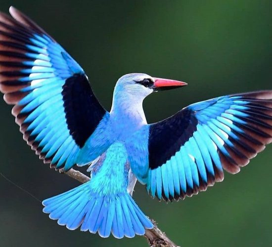 Woodland Kingfisher in Uganda