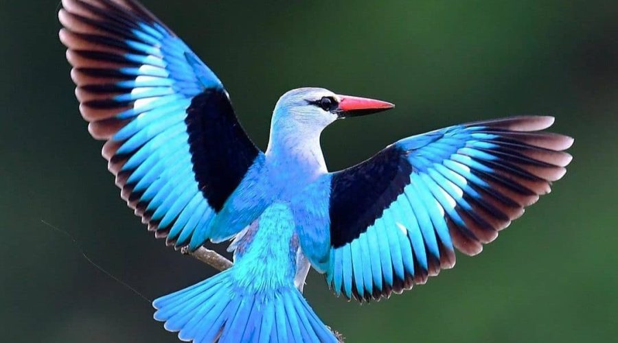Woodland Kingfisher in Uganda