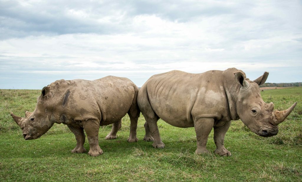 10 Fascinating Facts About African Rhinos