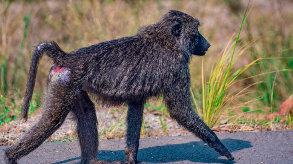 Olive Baboons n Uganda