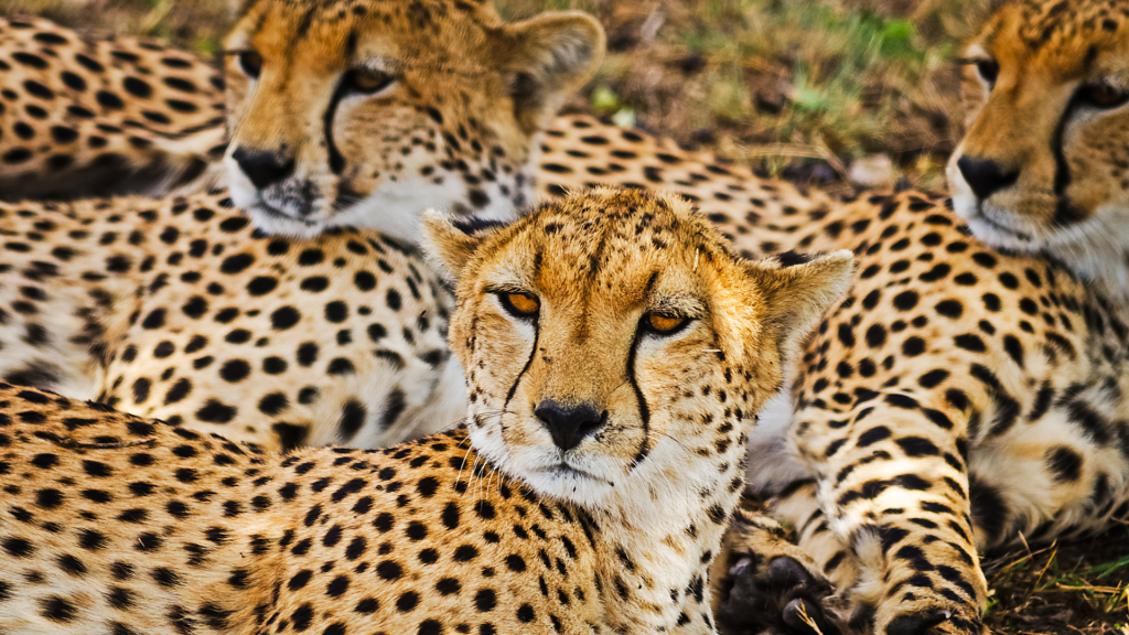 Kidepo Valley National Park
