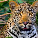 22-days-best-of-uganda-wilderness-adventure