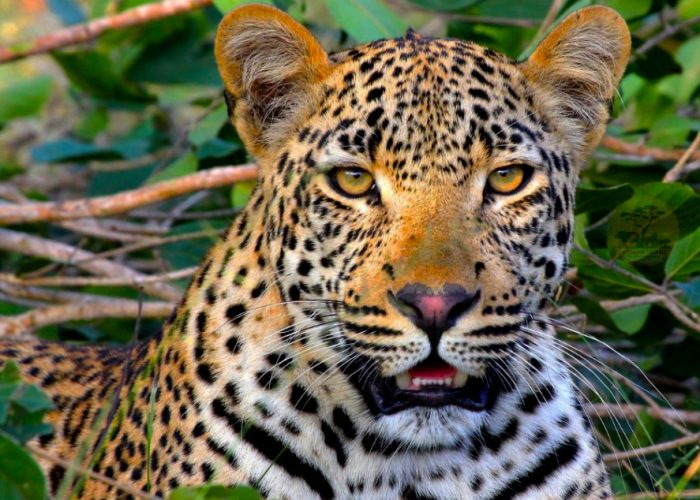 22-days-best-of-uganda-wilderness-adventure