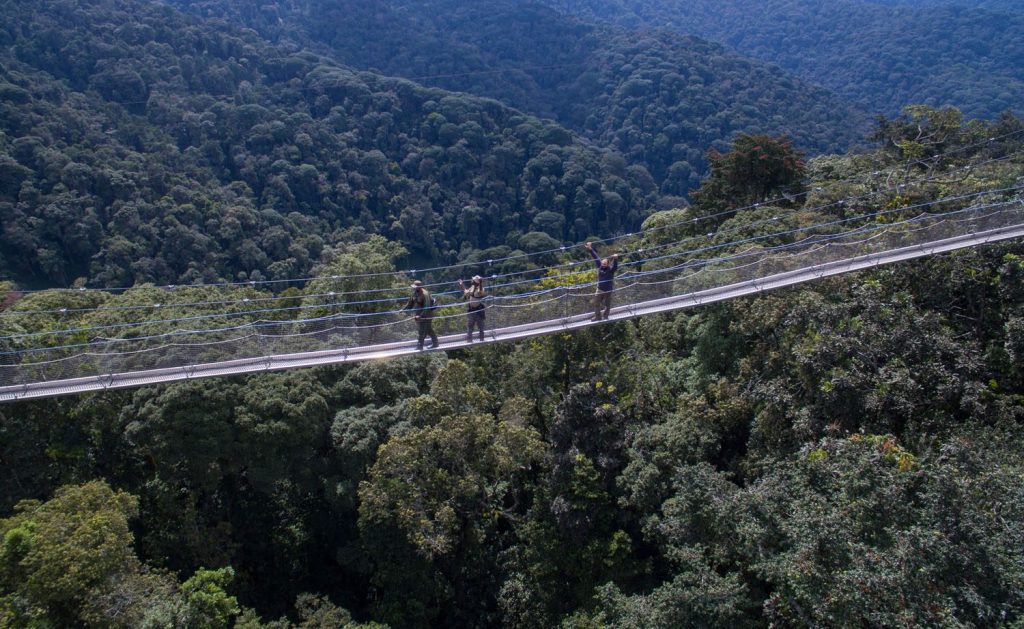 Nyungwe Forest Canopy Walk - 25 Top Attractions in Rwanda