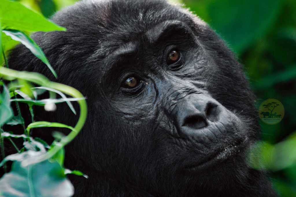 Bwindi Impenetrable National Park: Travel Guide