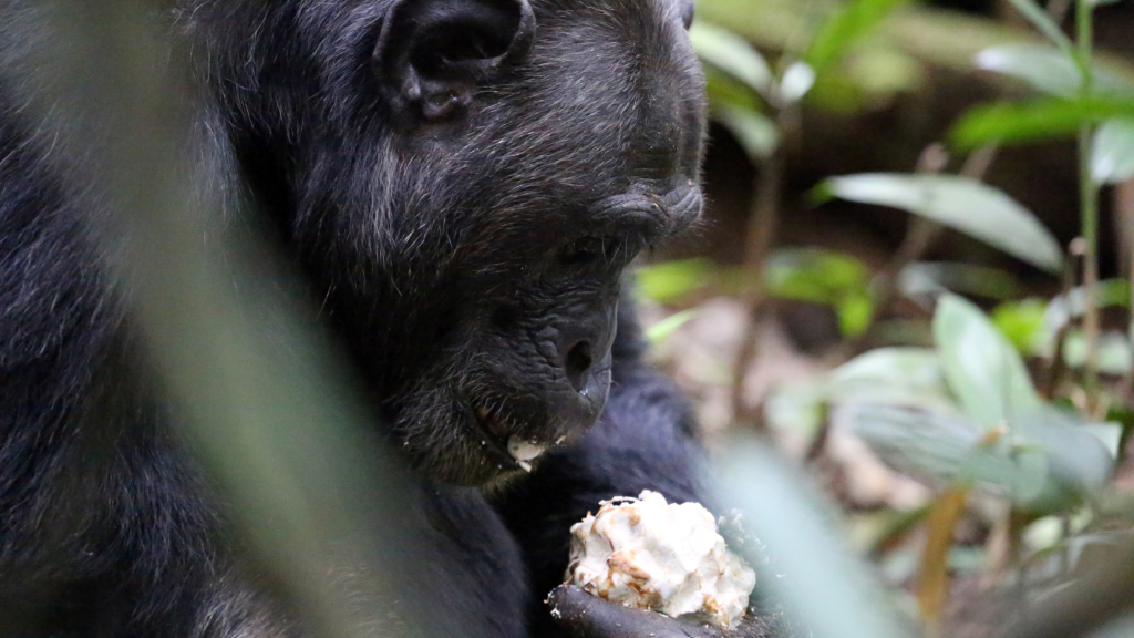 Chimpanzee Tracking in Uganda