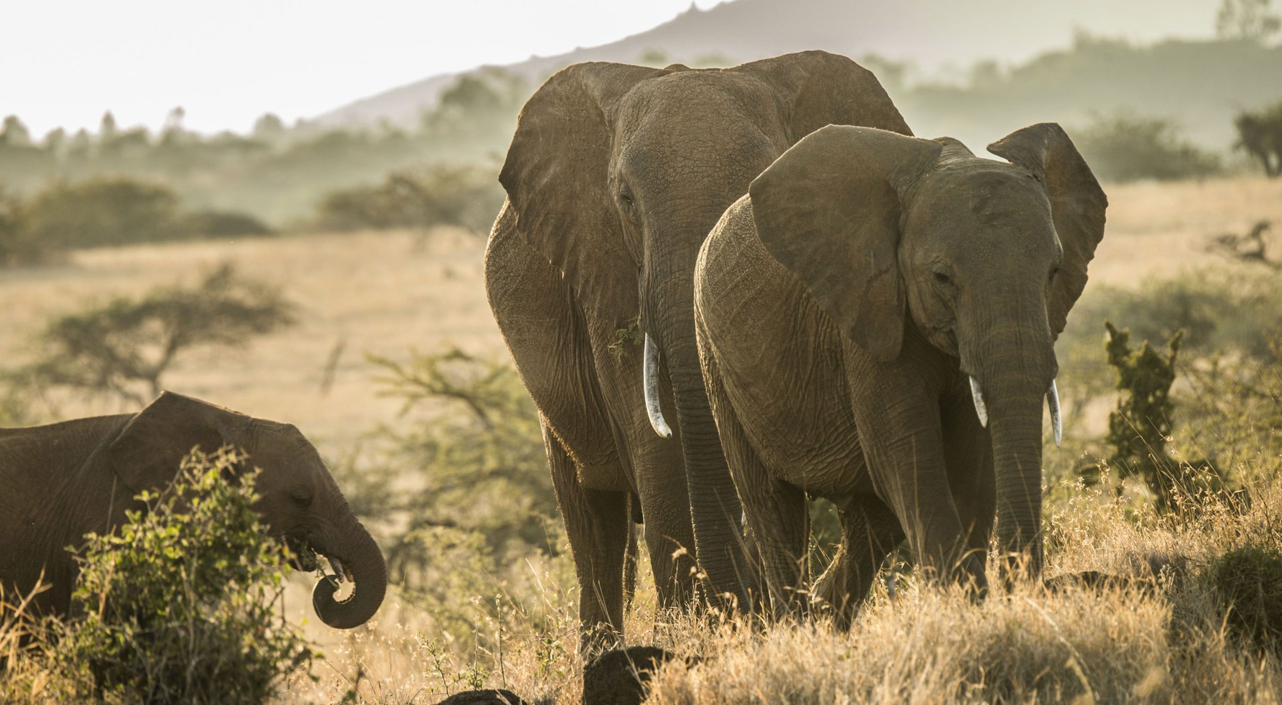 10 Fascinating Facts about the African Elephant