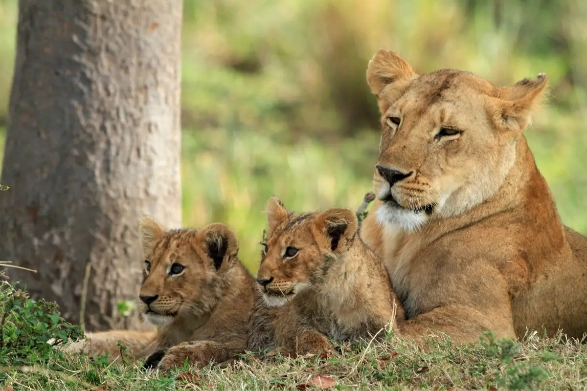 How Long Do Lions Live: The Lifespan of an African Lion