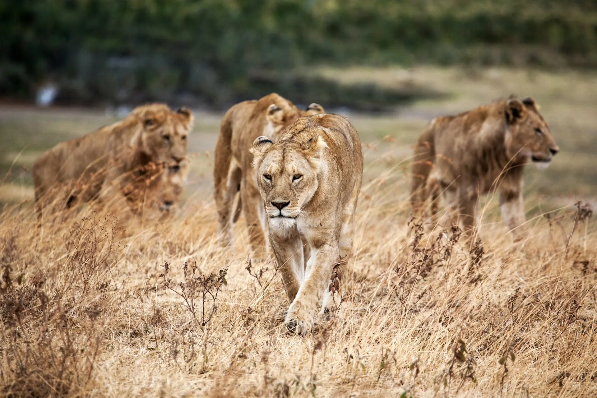 20 Must-Visit Places to See Lions in Africa
