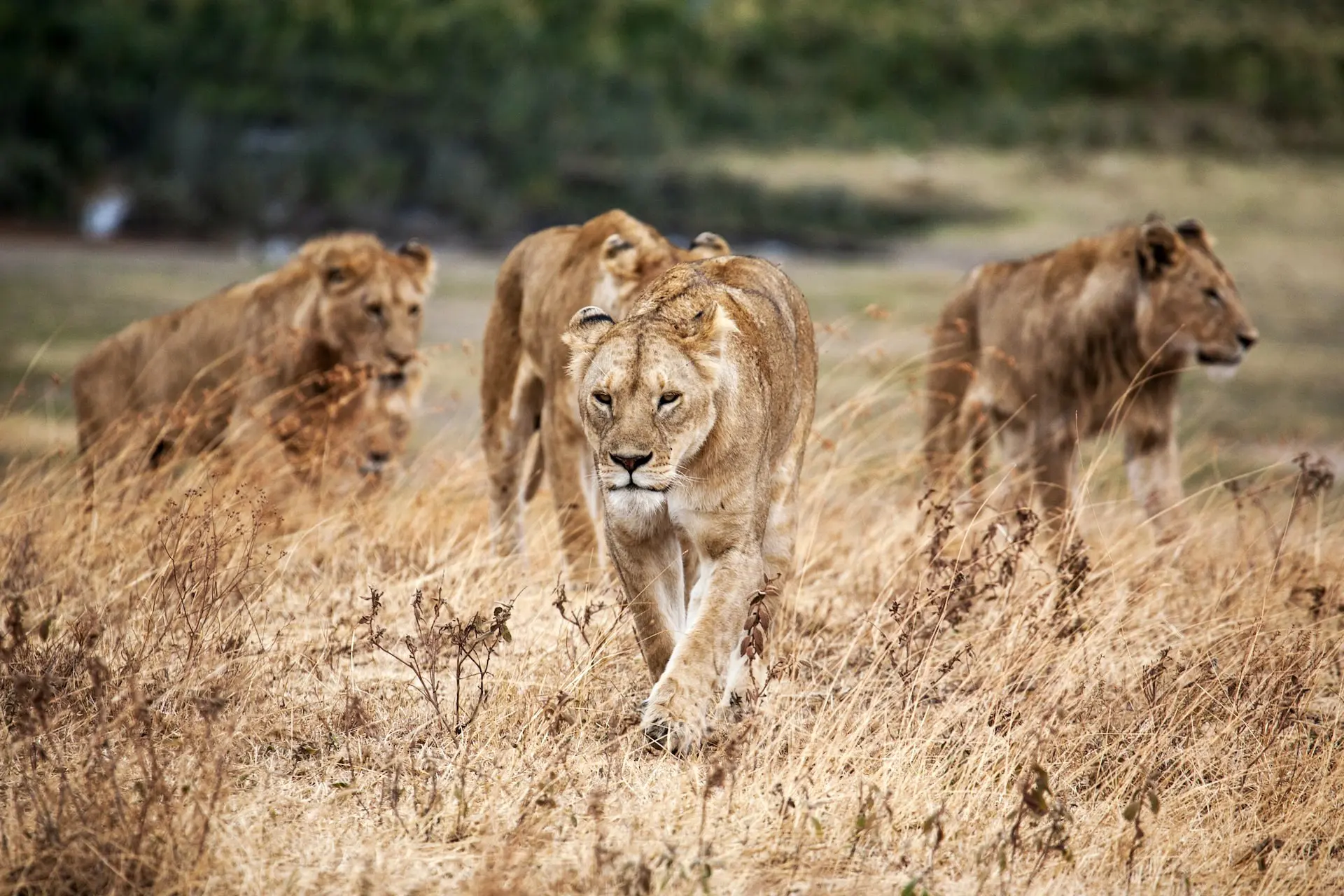 Where to See Lions in Africa: 20 Best Places