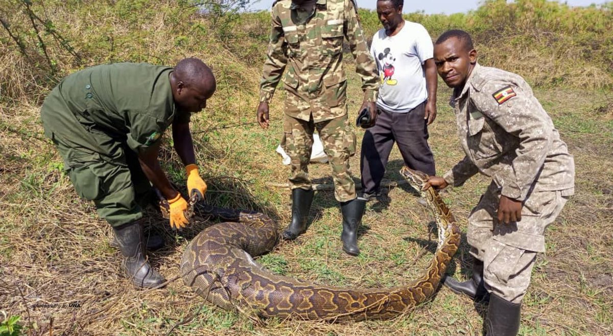 African Rock Python in Uganda