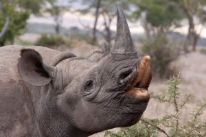 Black Rhino