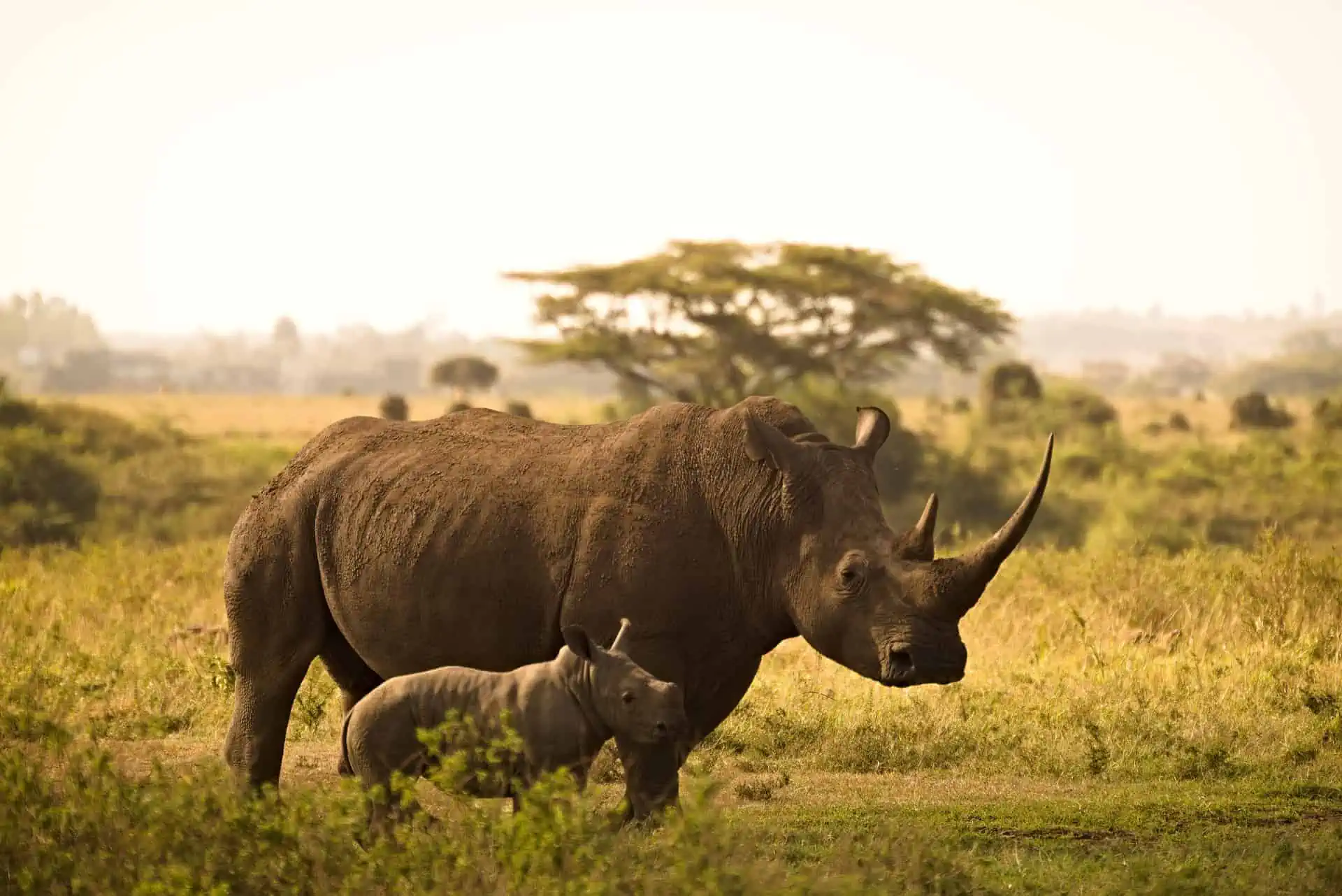 20 Places to see Rhinos in Africa