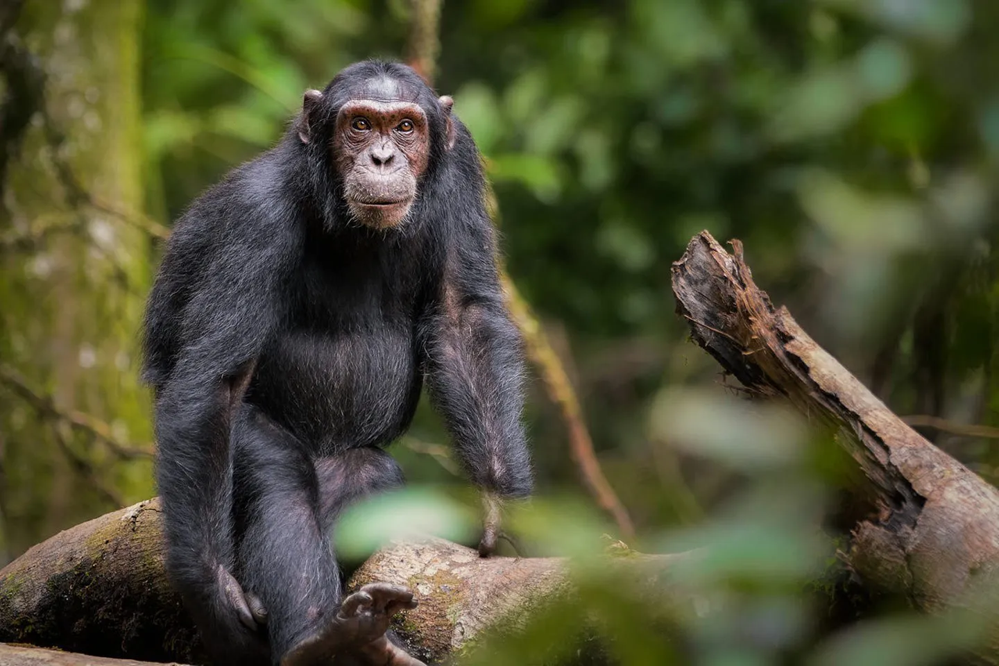 Chimpanzee in Budongo Forest Reserve Biodiversity