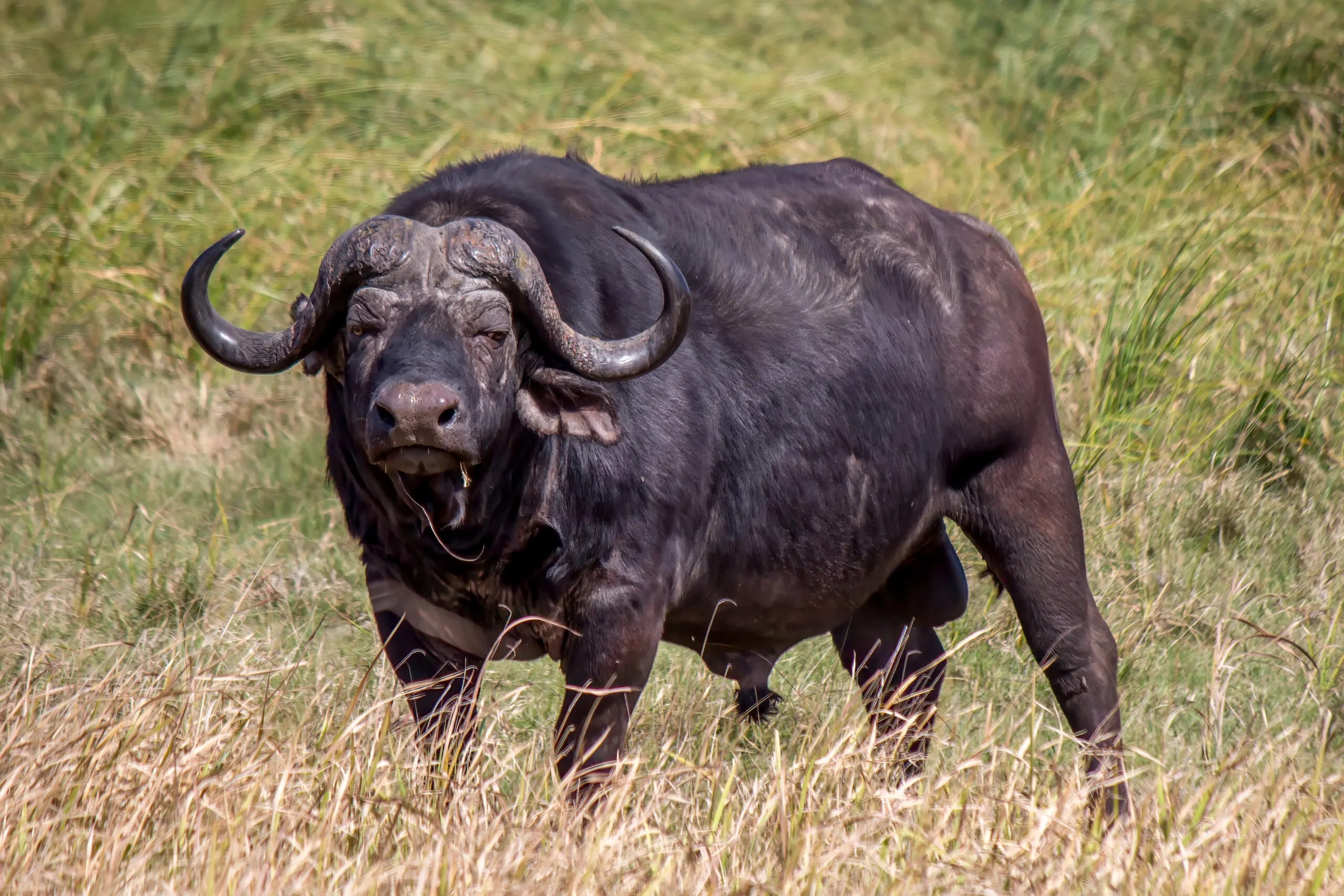 The Lifespan of an African Buffalo