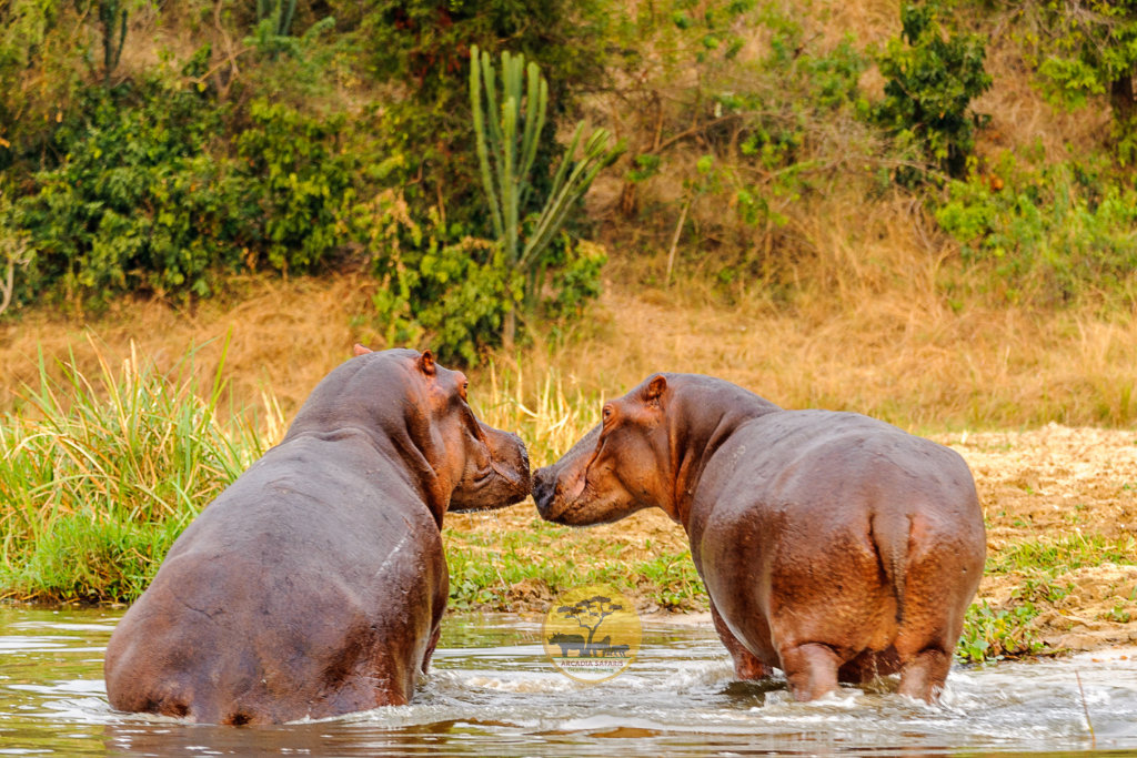 Bugungu Wildlife Reserve: Murchison Falls NP
