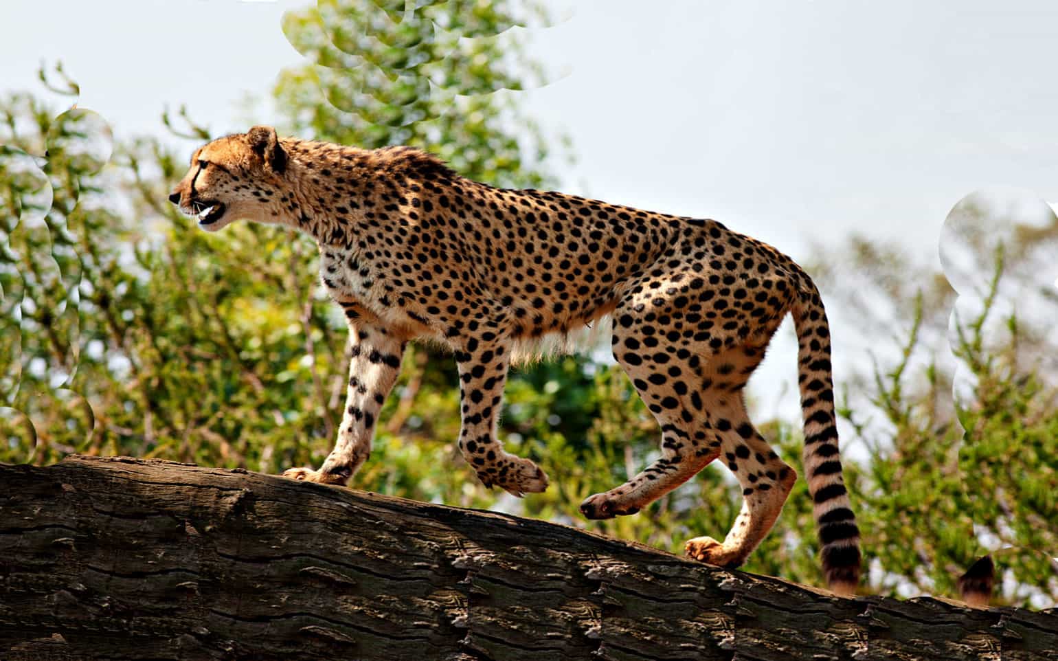 Exploring the Rich Biodiversity of Kidepo Valley National Park