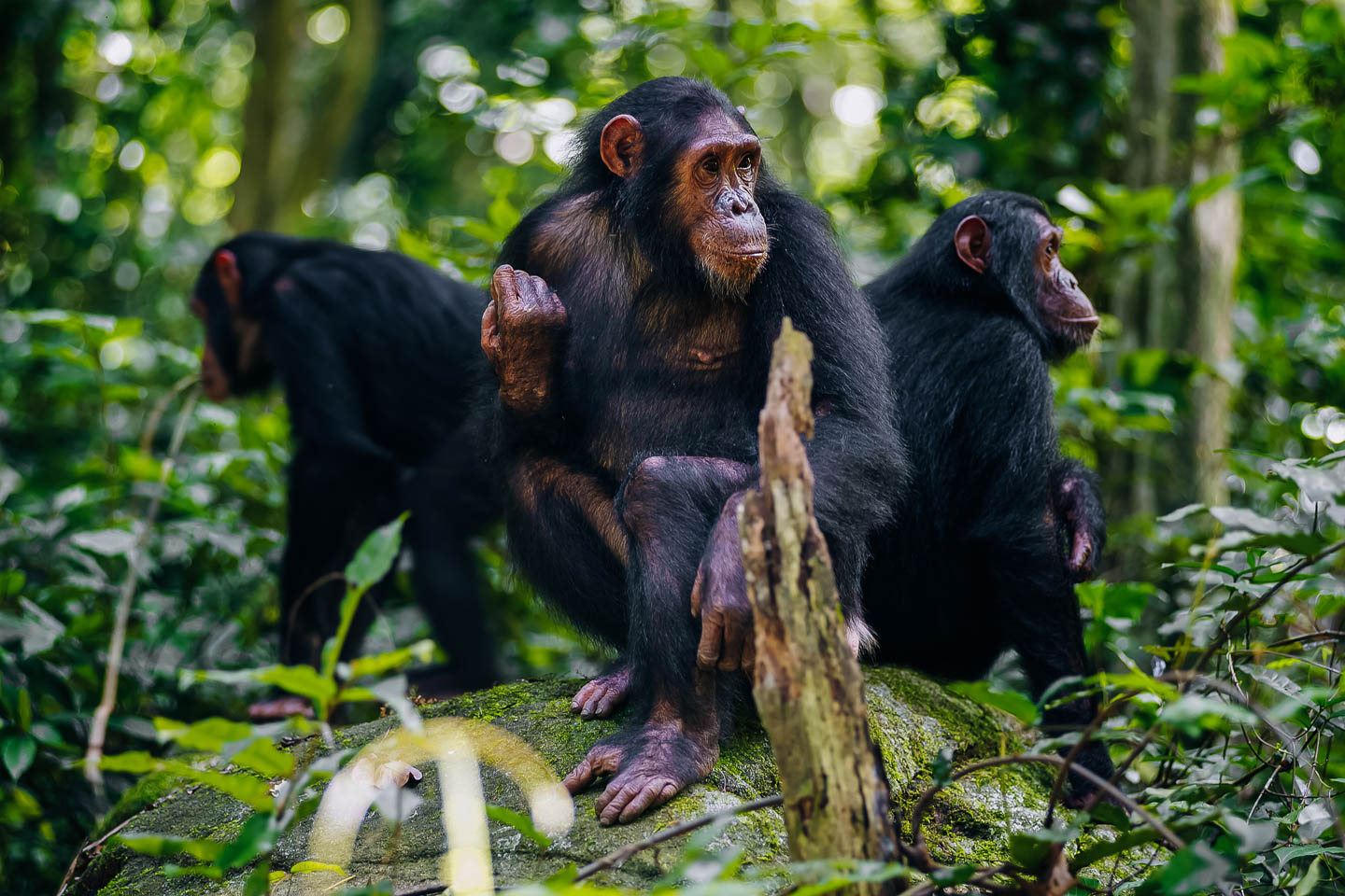 Chimpanzee Trekking In Uganda - All You Need to Know