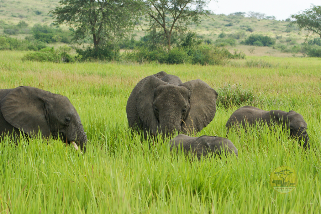 Difference Between African Bush and Forest Elephant
