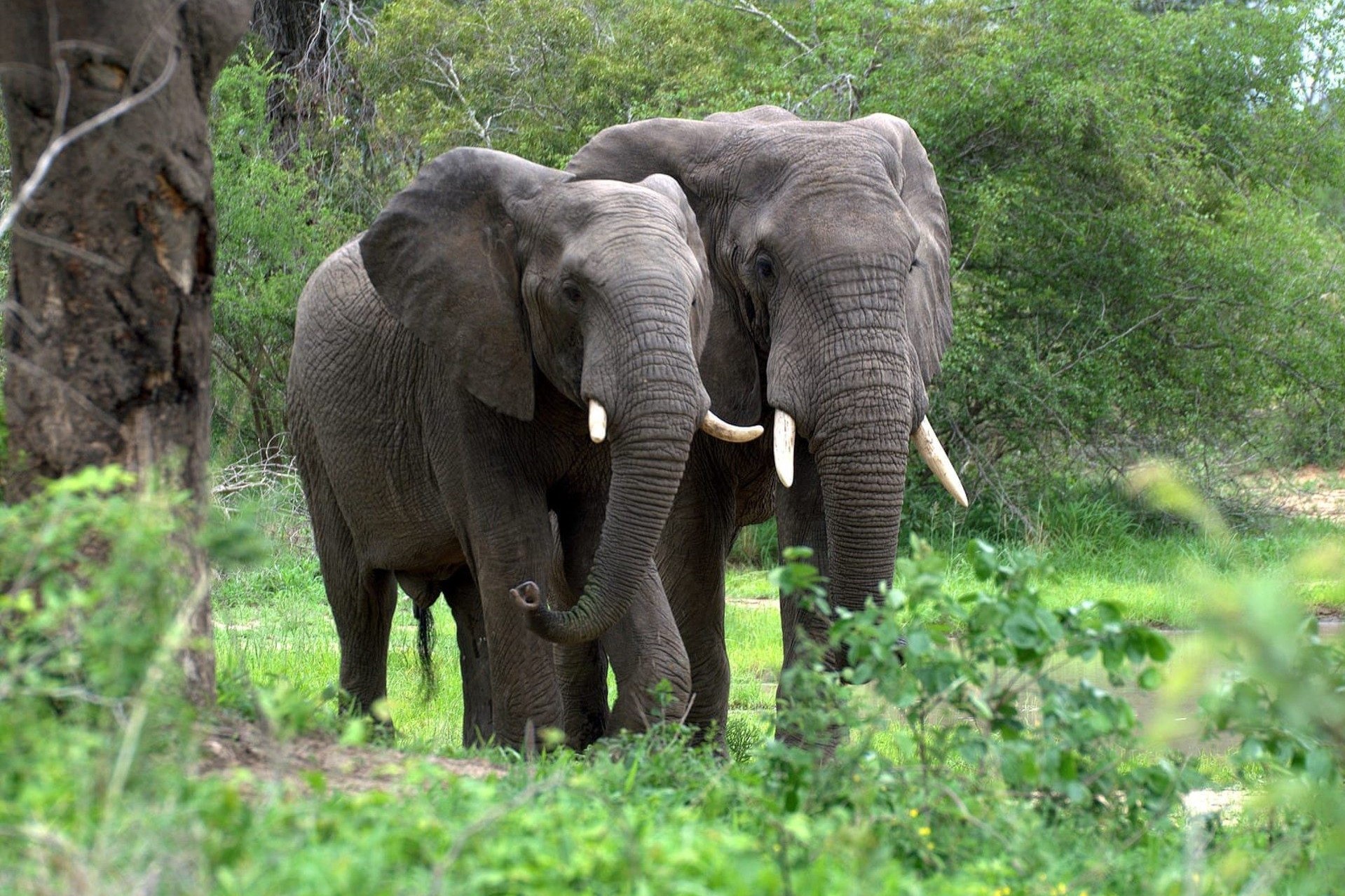 10 Fascinating Facts about the African Elephant