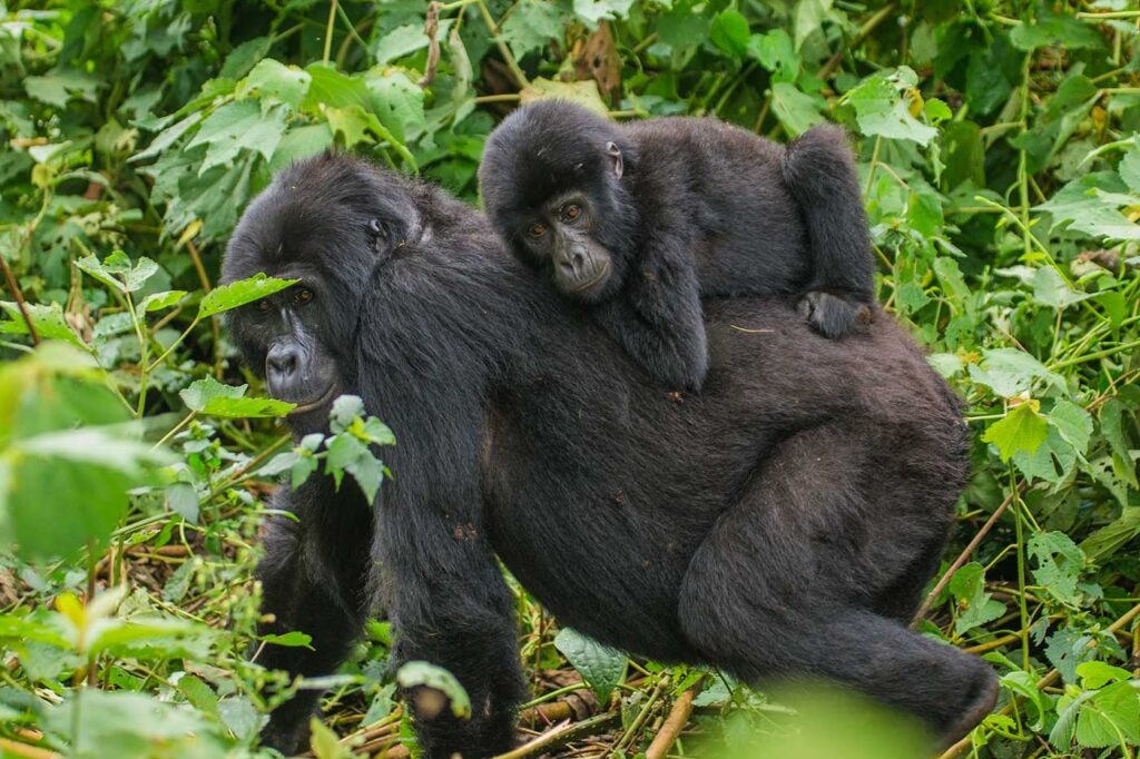 Uganda Gorilla Safari - Biodiversity of Bwindi Impenetrable National Park