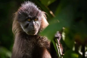 Grey-Cheeked Mangabey in Uganda